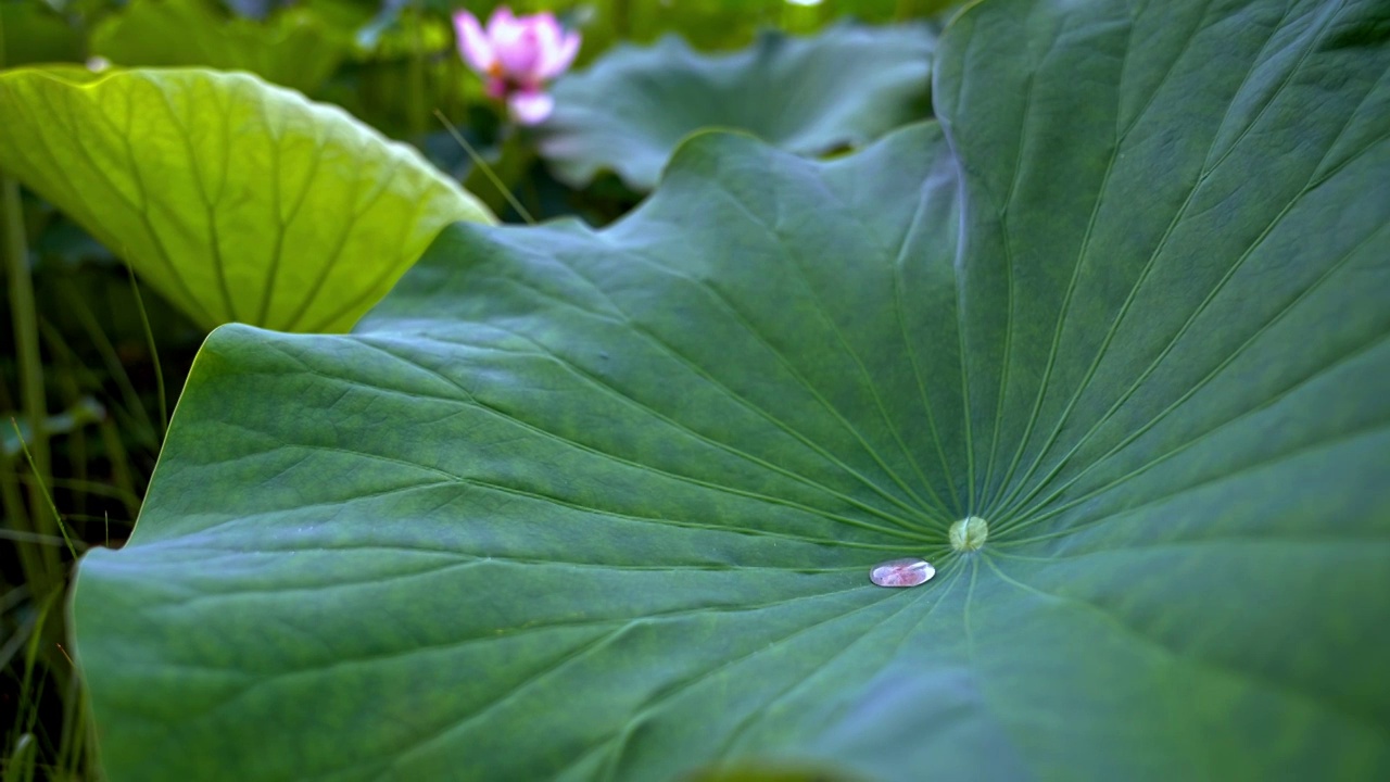 雨中荷花视频素材