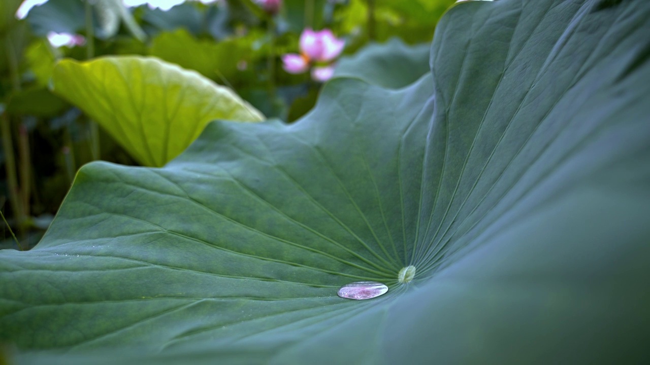 雨中荷花视频素材