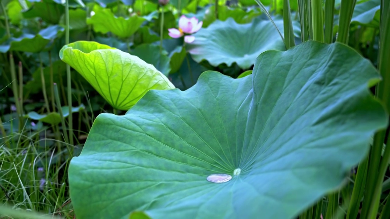 雨中荷花视频素材