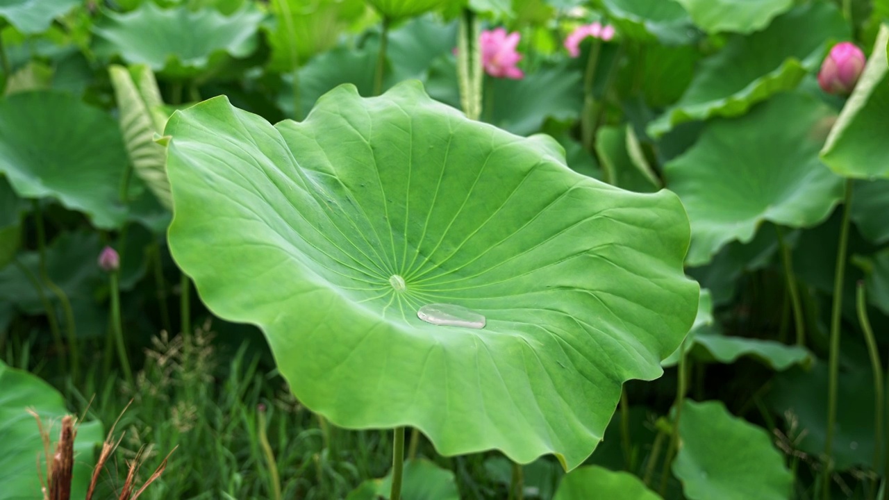 雨中荷花视频素材