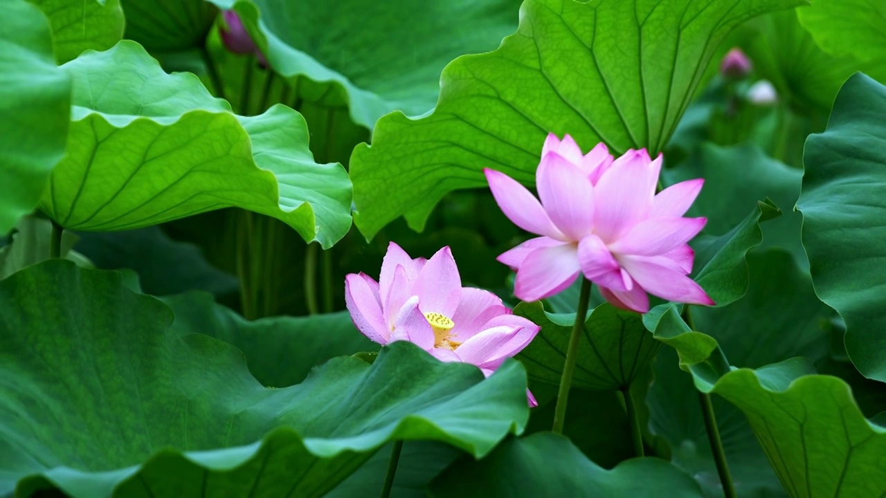 雨中荷花视频素材