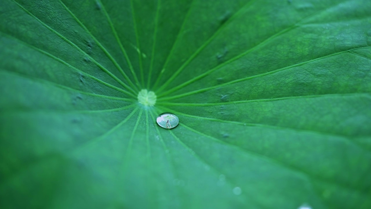 雨中荷花视频素材