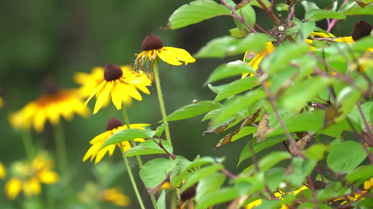 公园里的花朵和绿植视频素材