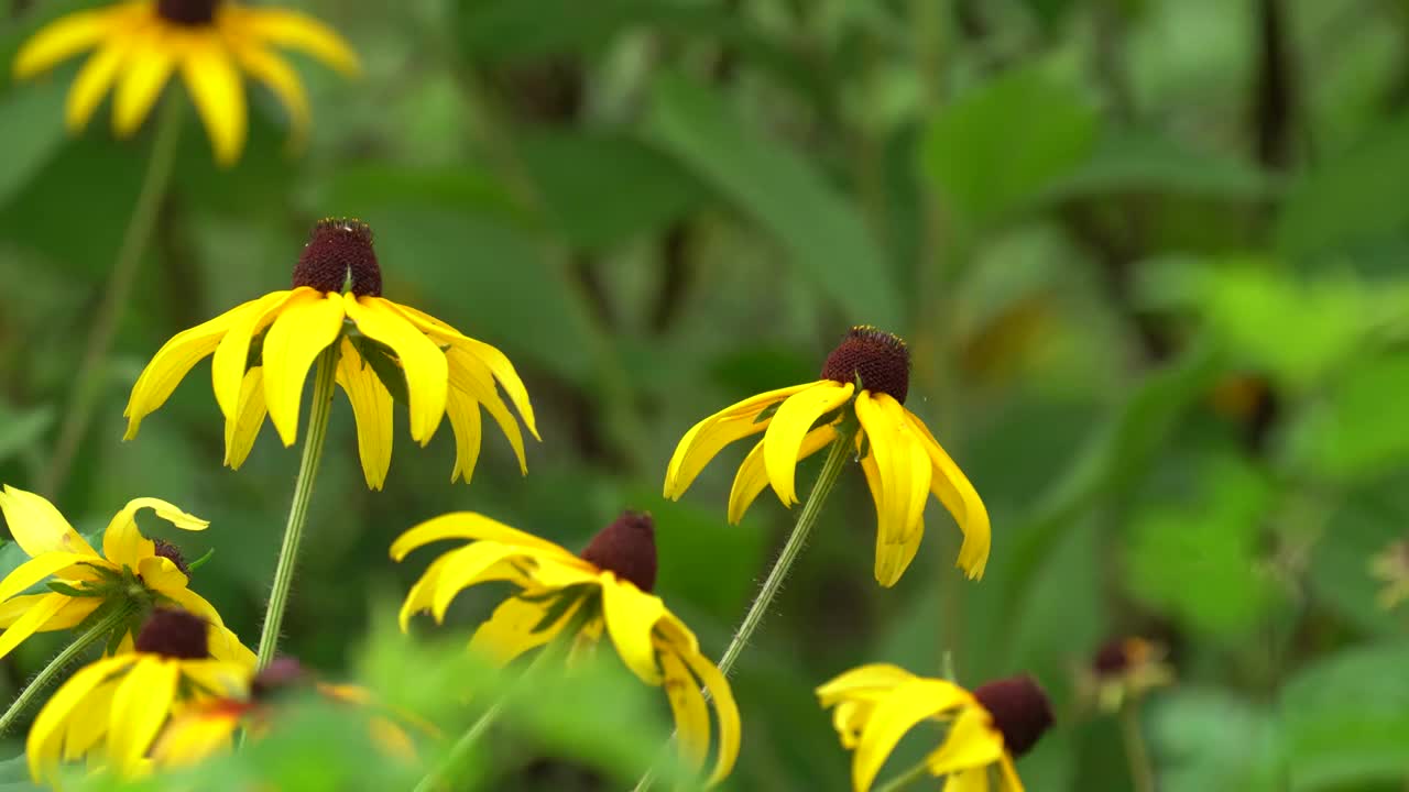 公园里的花朵和绿植视频素材