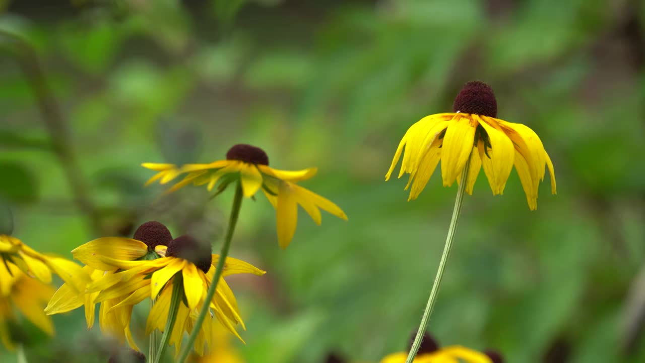 公园里的花朵和绿植视频素材