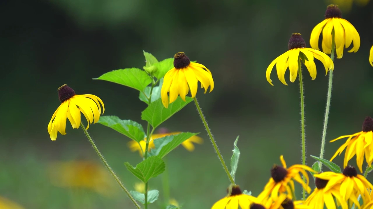 公园里的花朵和绿植视频素材