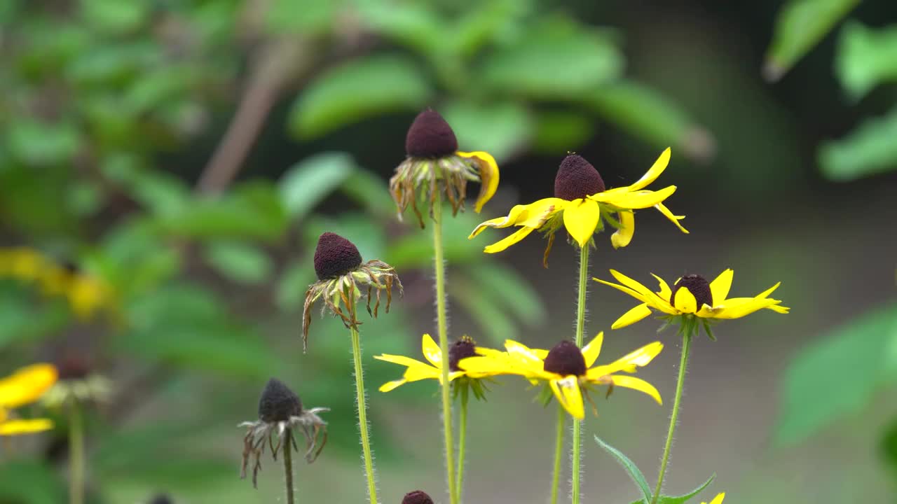 公园里的花朵和绿植视频素材