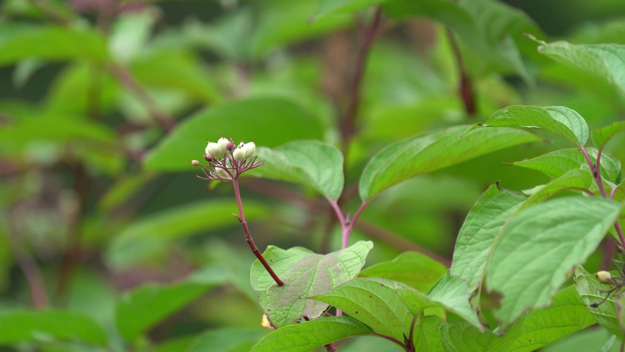 公园里的花朵和绿植视频素材