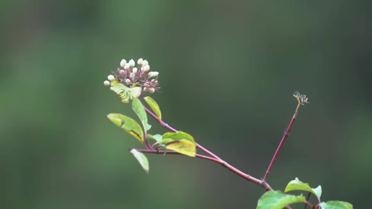 公园里的花朵和绿植视频素材