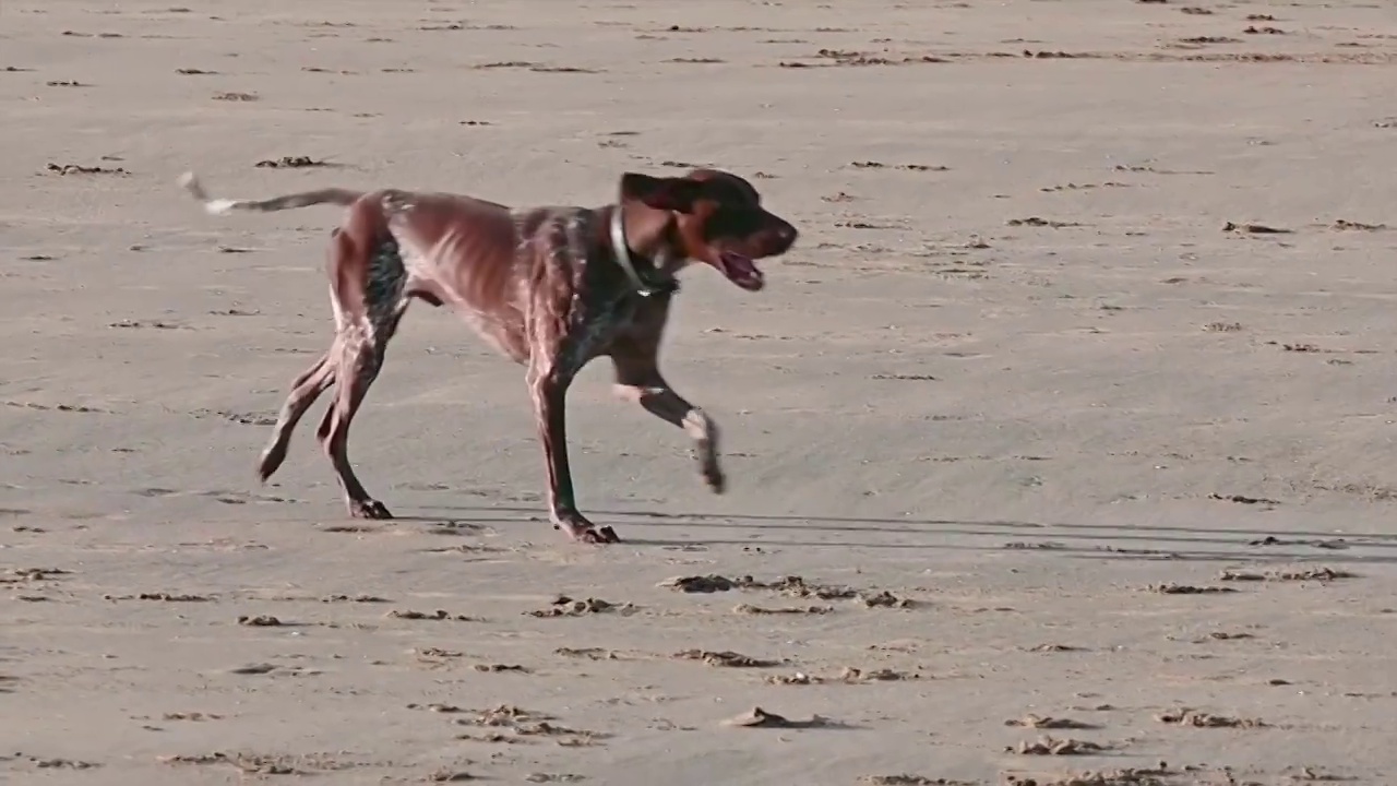 大型犬追著慢门视频素材