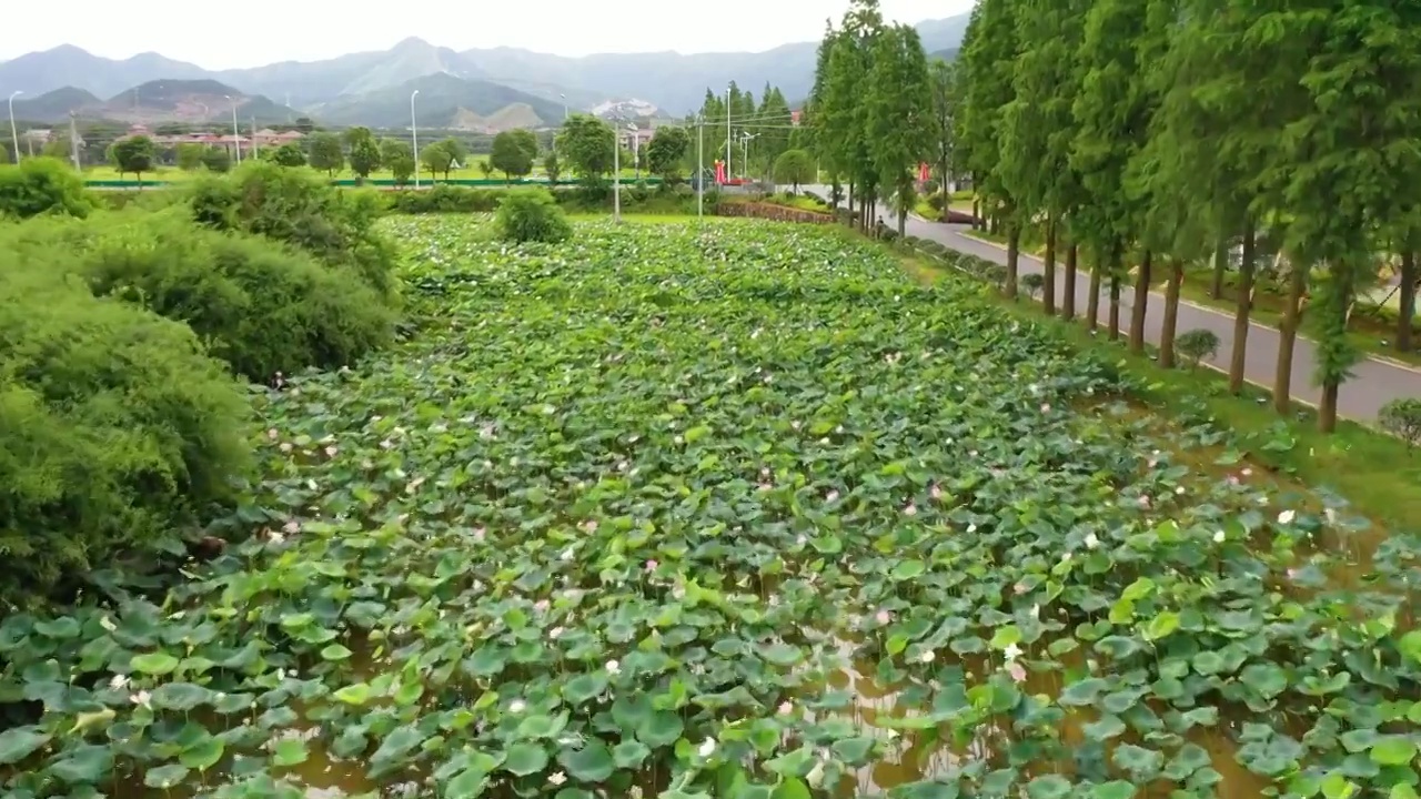 荷塘视频素材