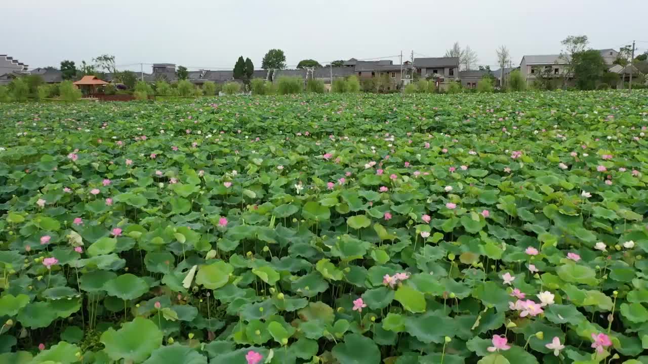 荷花视频素材