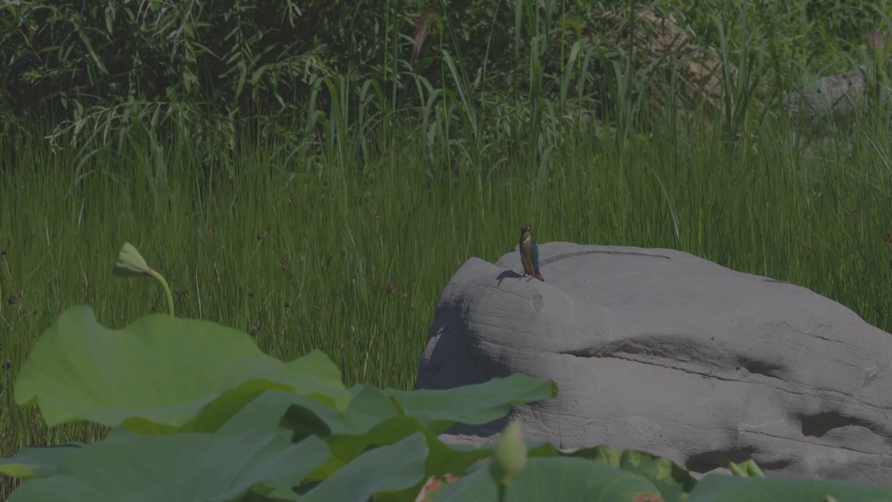 荷塘风景 翠鸟视频素材