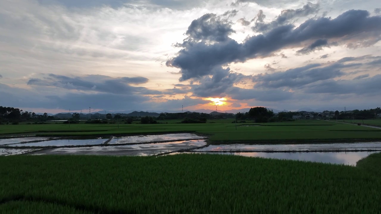 夕阳晚霞里成片的绿色稻田视频素材