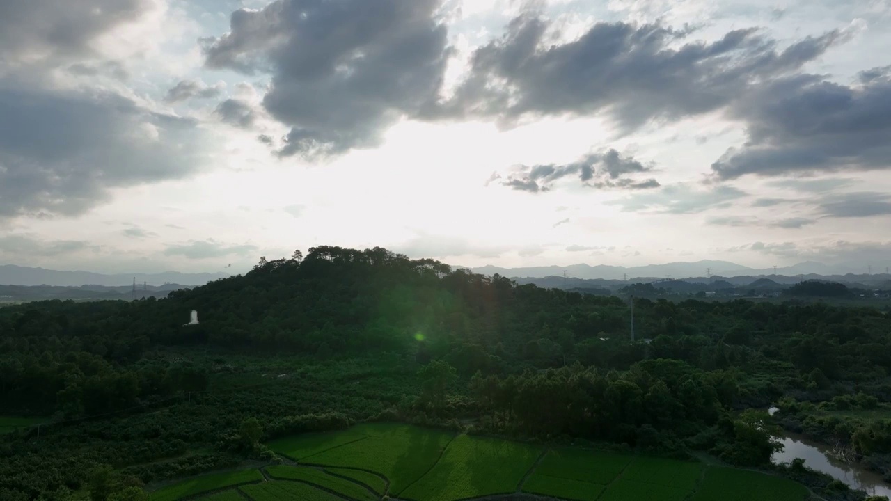 夕阳晚霞里成片的绿色稻田视频素材