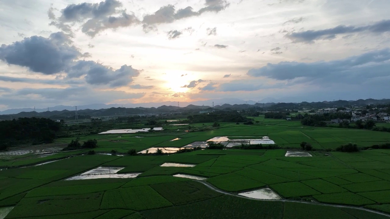 夕阳晚霞里成片的绿色稻田视频素材