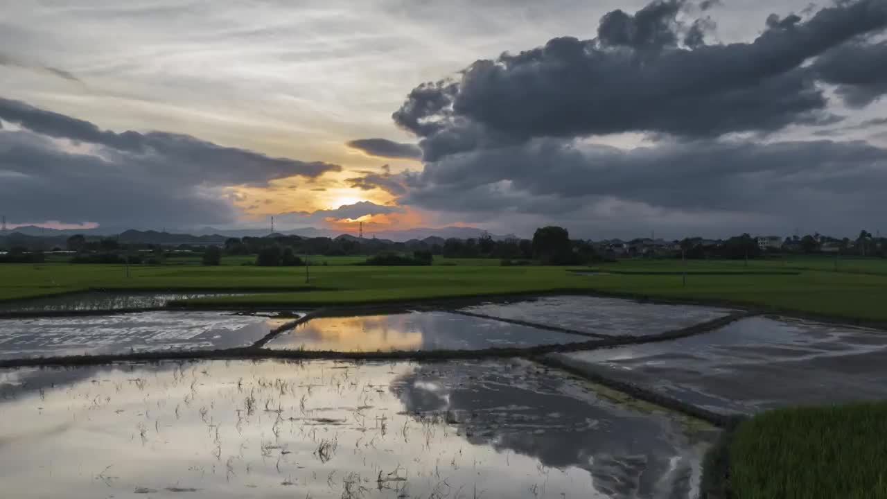 夕阳晚霞里成片的绿色稻田视频素材