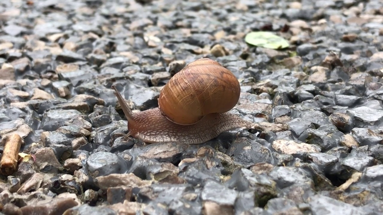 爬行中的蜗牛视频下载