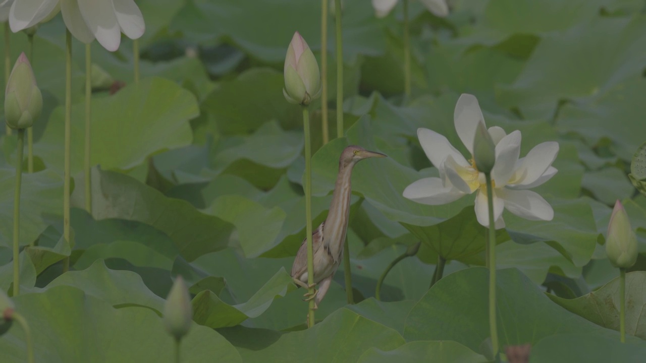 黄苇鳽与荷花视频素材