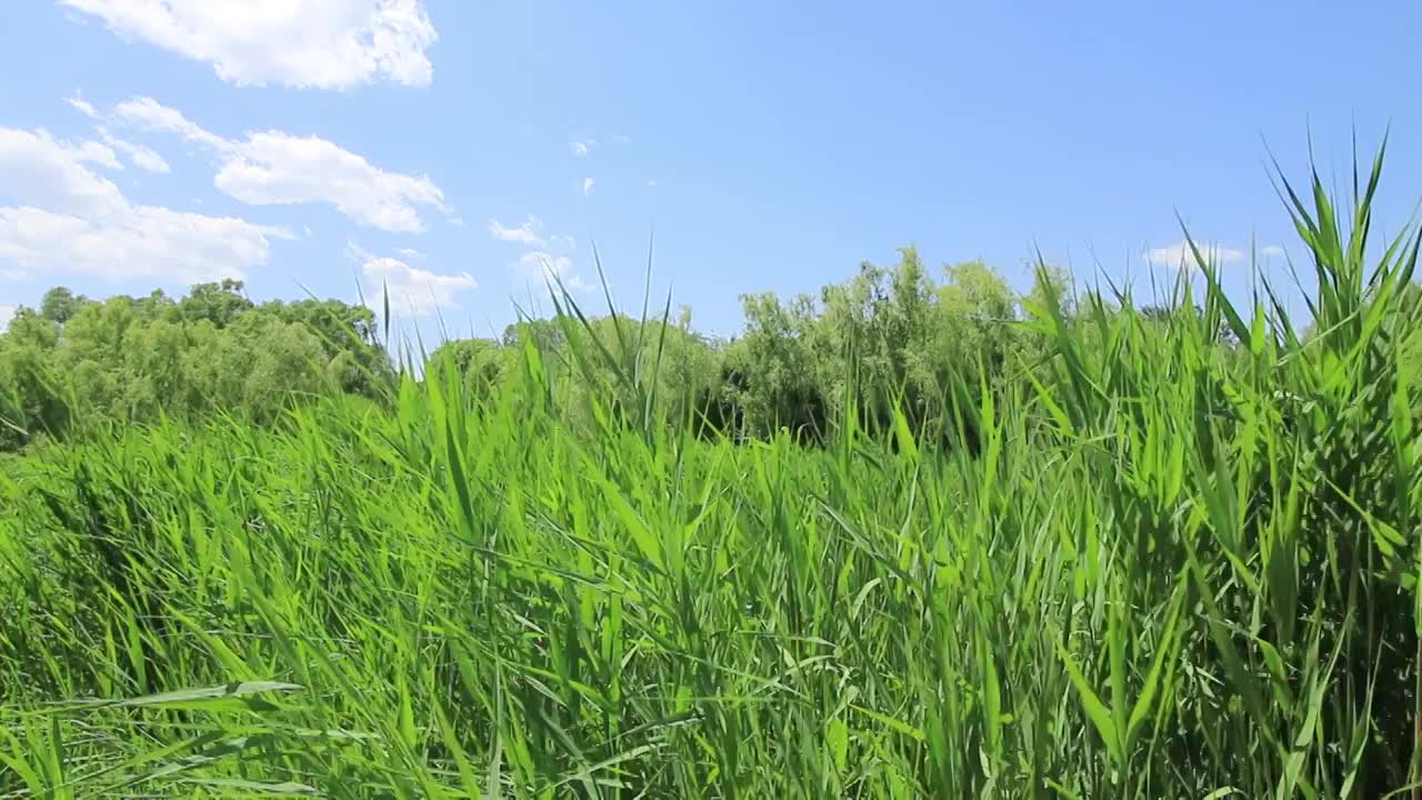 北京夏季郊野公园清风送爽视频素材