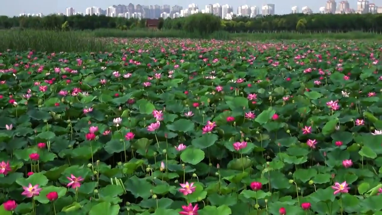 天津夏日荷花视频素材