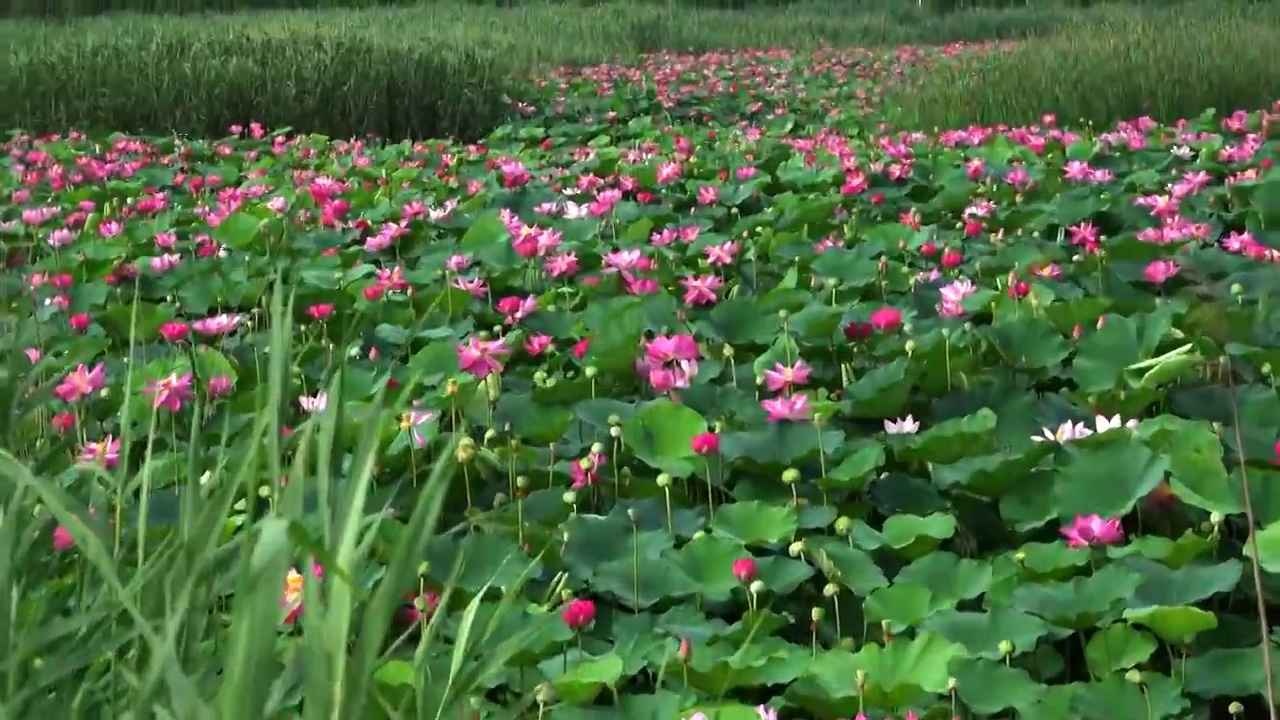 天津夏日荷花视频素材