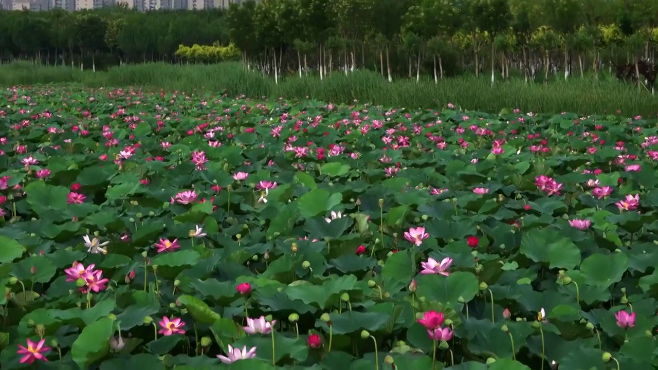 天津夏日荷花视频素材