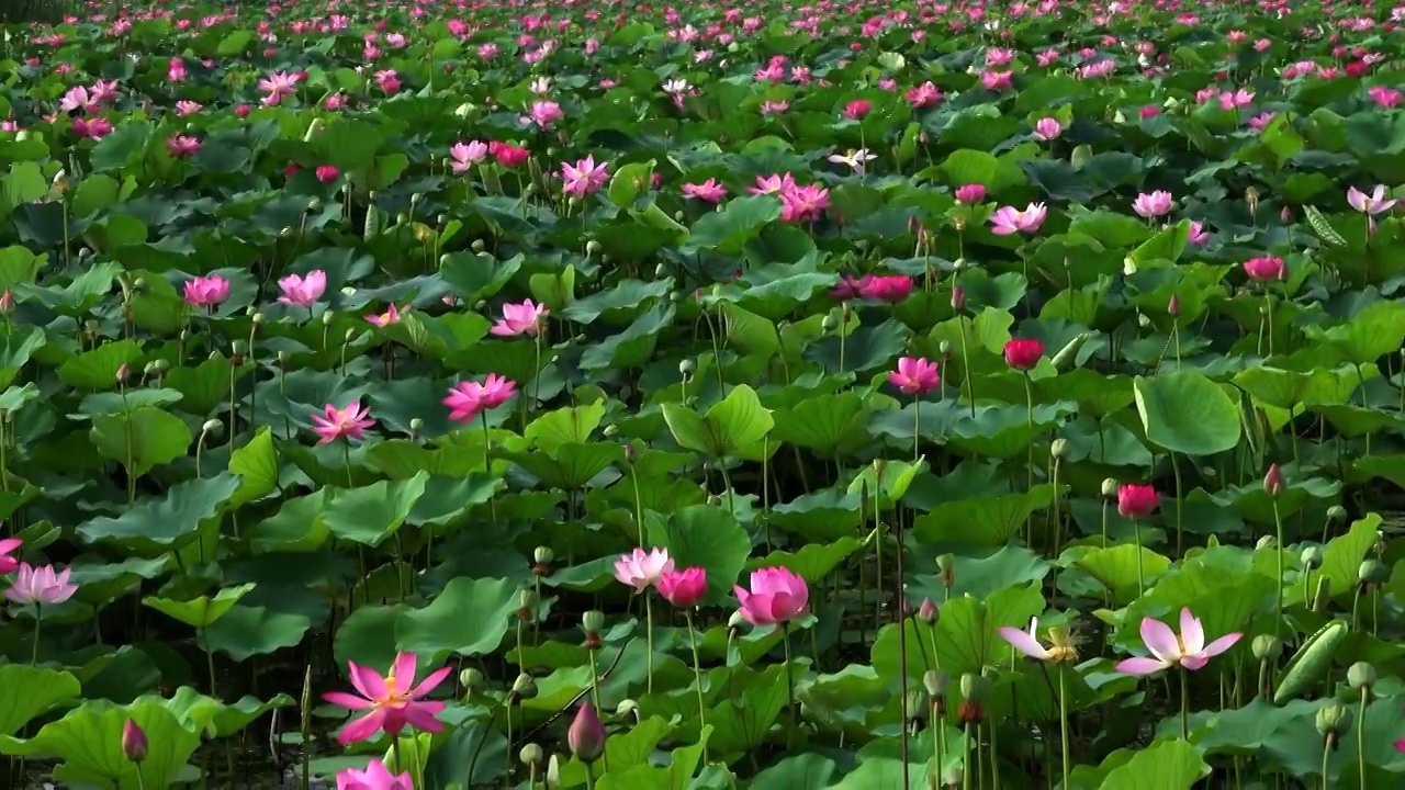 天津夏日荷花视频素材