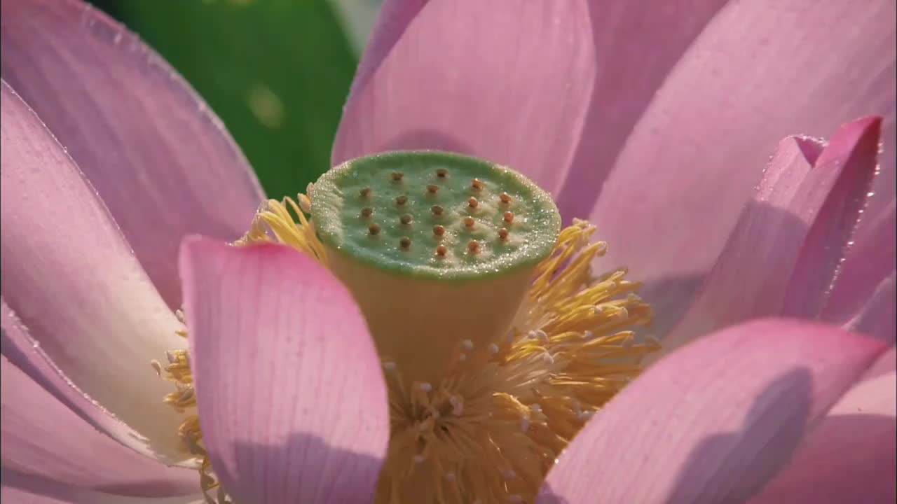 夏日粉色荷花莲花花苞花蕊露水光线折射特写背景素材视频下载