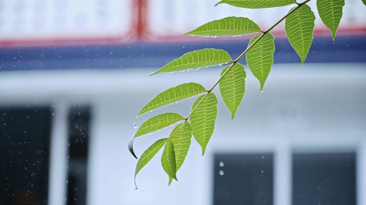 雨中的树叶视频素材