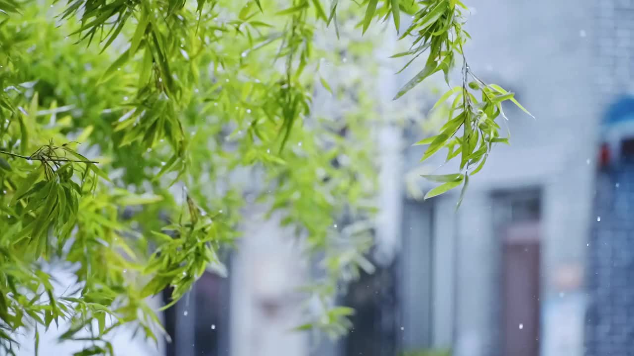 雨中的树叶视频素材