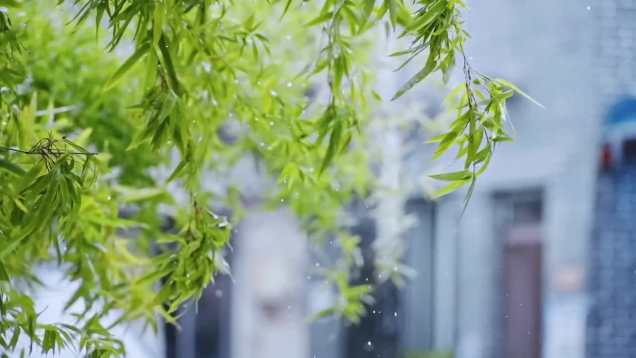 雨中的树叶视频素材画面1