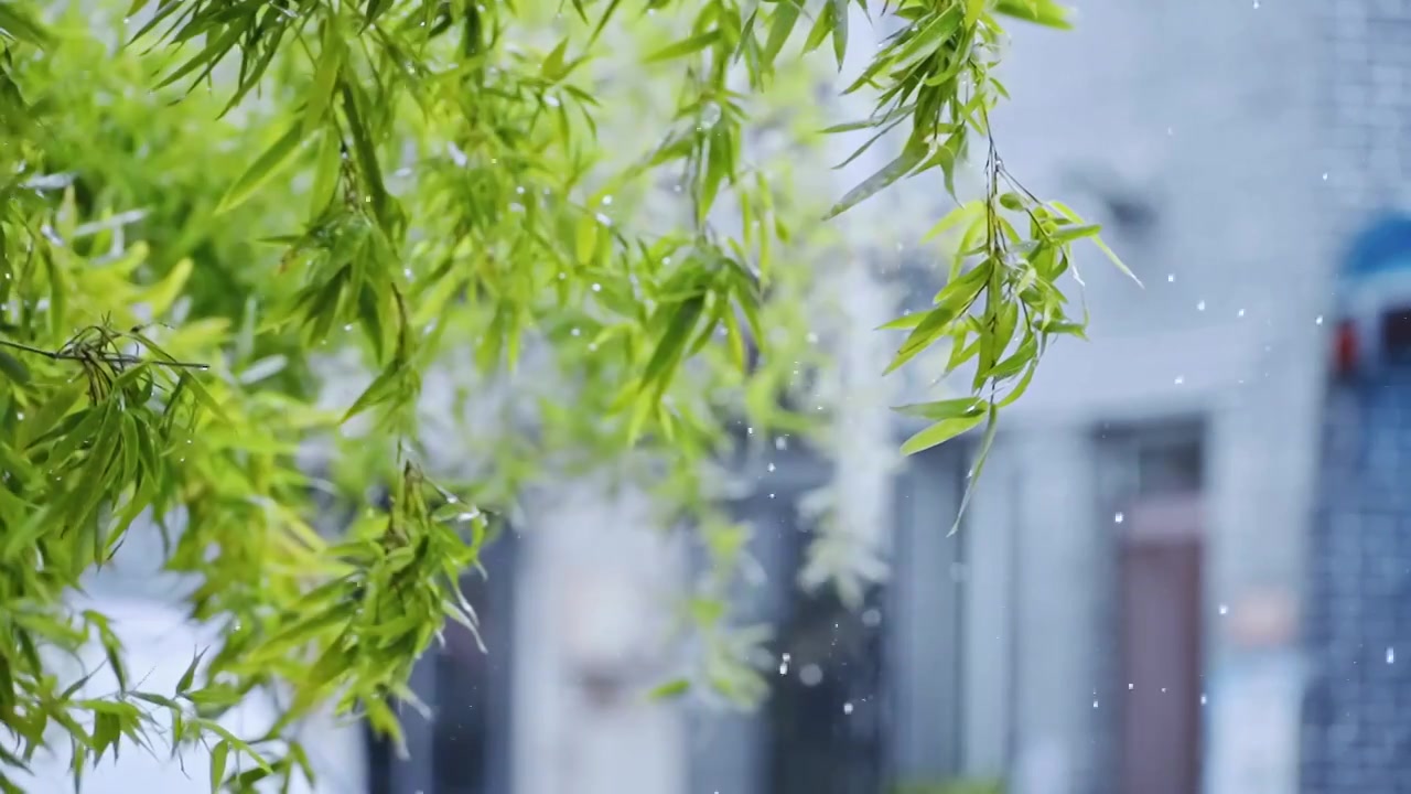 雨中的树叶视频素材画面2