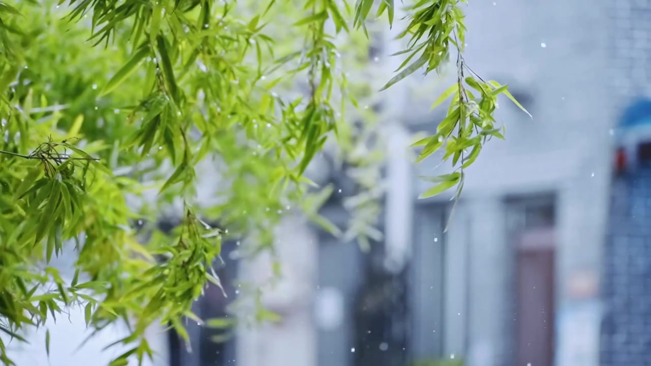 雨中的树叶视频素材画面3