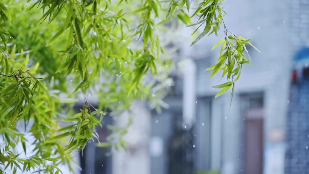 雨中的树叶视频素材画面4