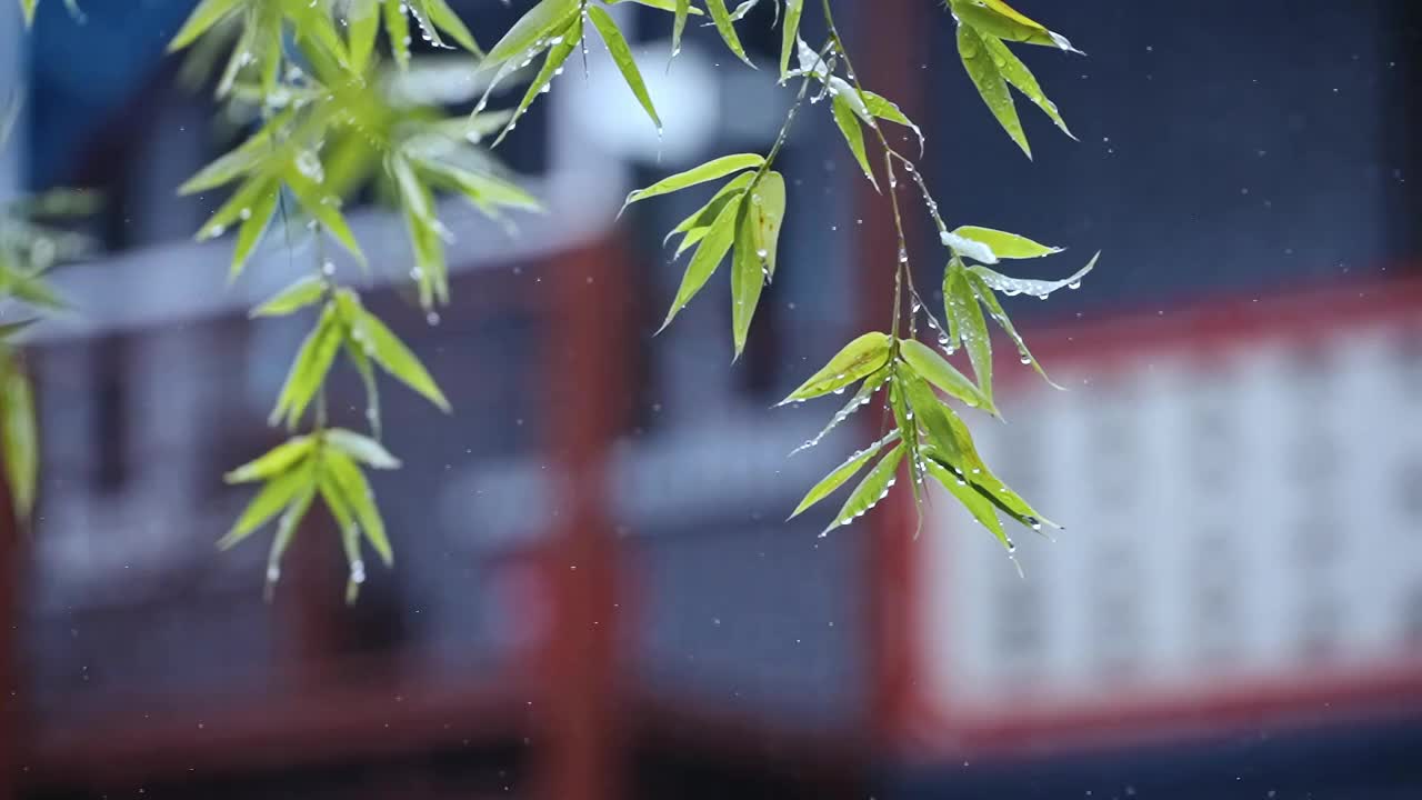 雨中的树叶视频素材