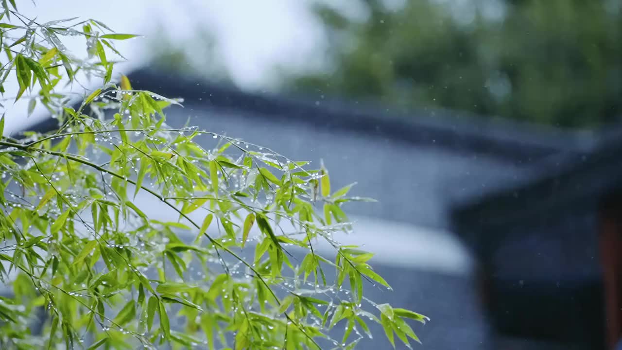 雨中的树叶视频素材