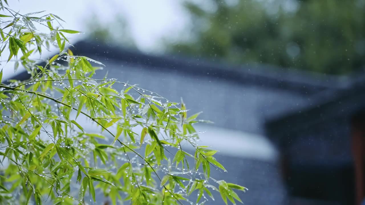 雨中的树叶视频素材画面1