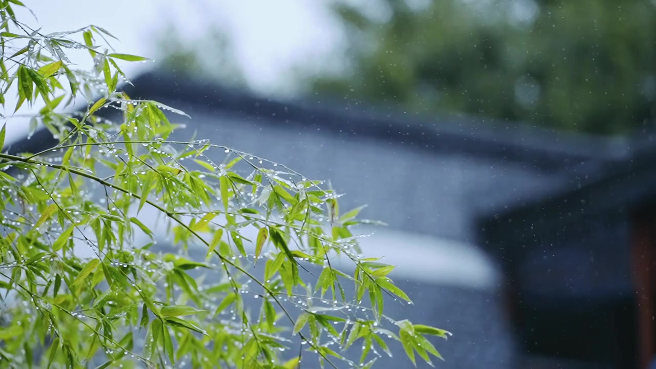 雨中的树叶视频素材画面2
