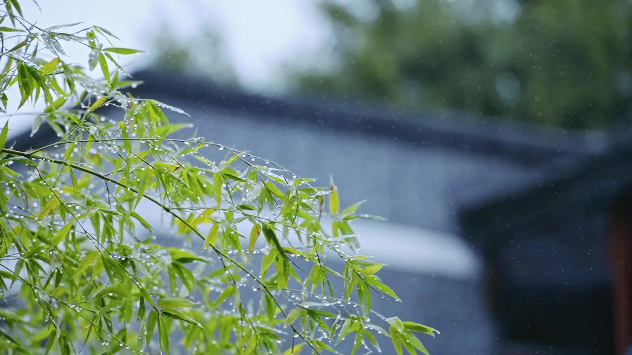 雨中的树叶视频素材画面3