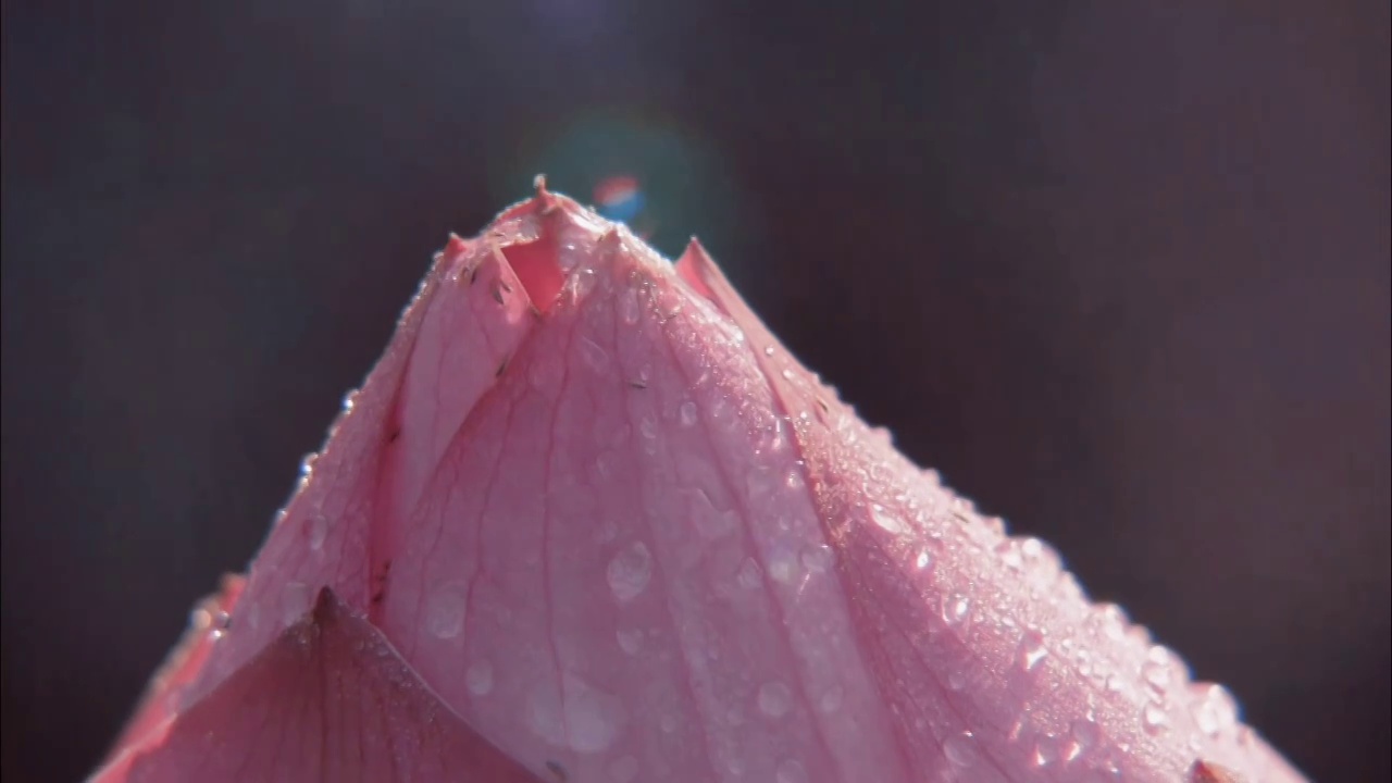 夏日粉色荷花莲花花苞花瓣露水雨滴自然光线背景素材视频下载