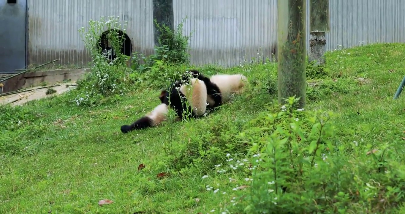 快乐的玩耍、嬉戏、吃竹子的中国中华大熊猫！视频素材