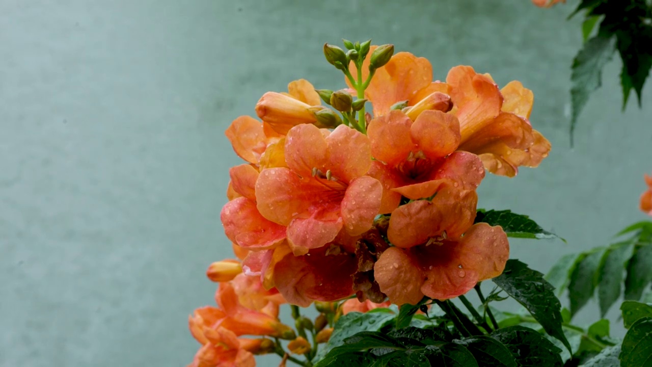 慢镜头特写雨水滴落在盛开的凌霄花上视频素材