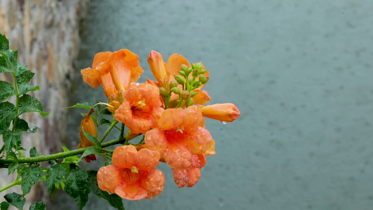 慢镜头特写雨水滴落在盛开的凌霄花上视频素材