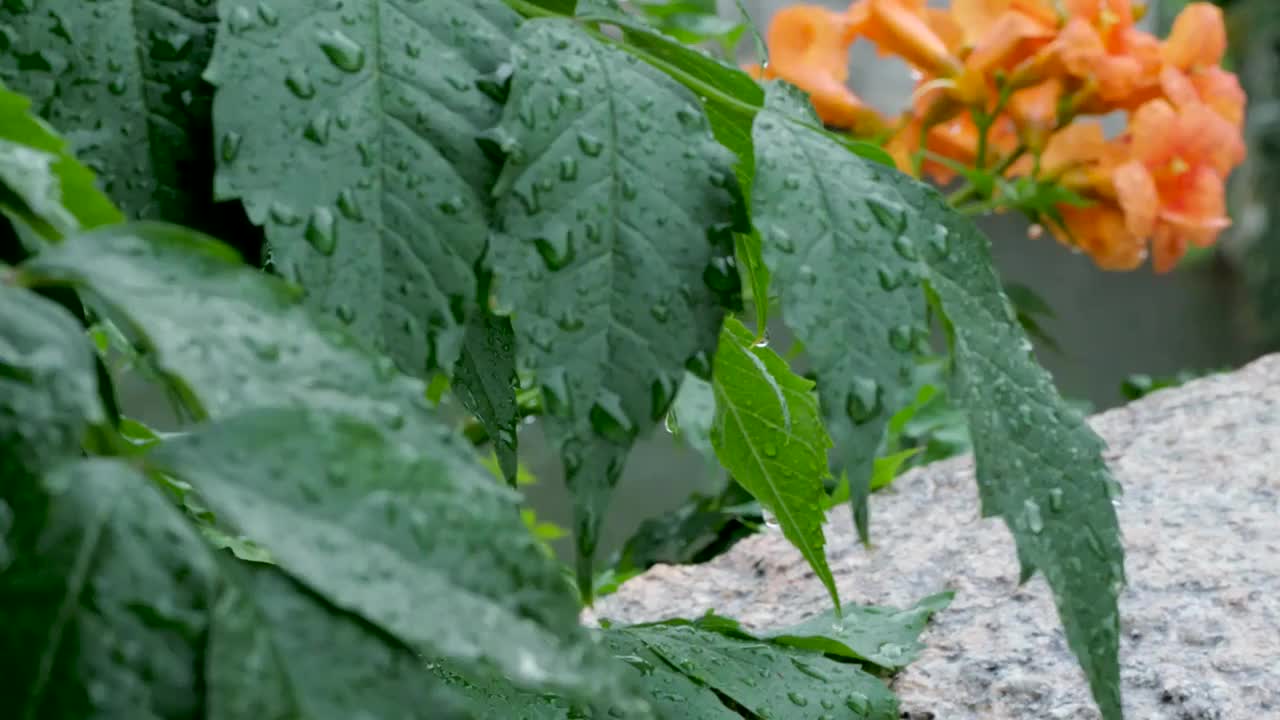 慢镜头特写雨水滴落在盛开的凌霄花上视频素材