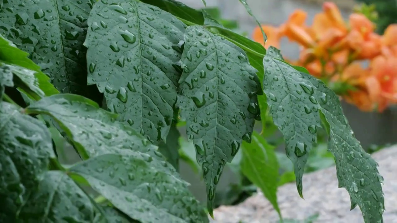 慢镜头特写雨水滴落在盛开的凌霄花上视频素材