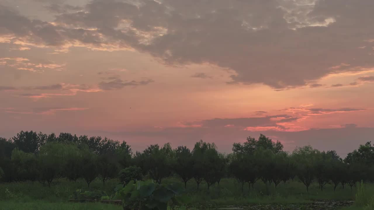 霞飞池杉湖湿地视频素材