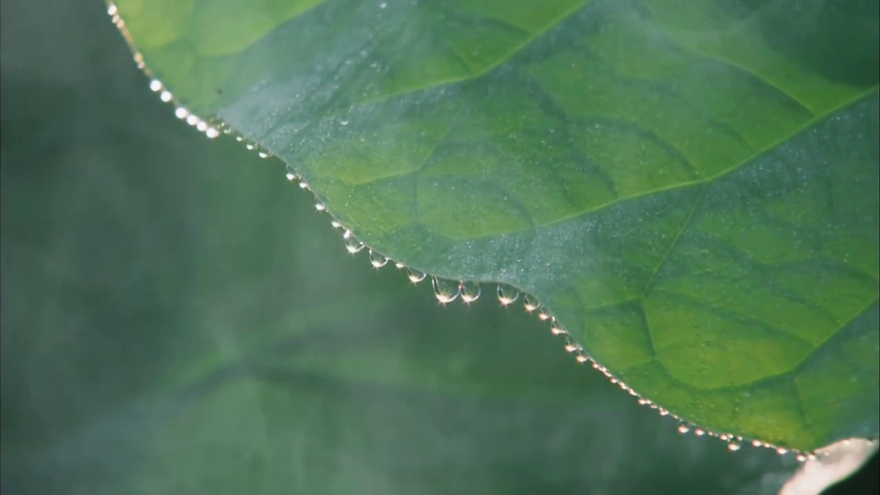 夏日绿色荷叶雨后水滴露水雾气自然光线特写背景素材视频素材