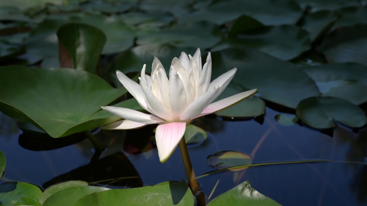 夏天盛开的睡莲花鲜艳花卉视频素材