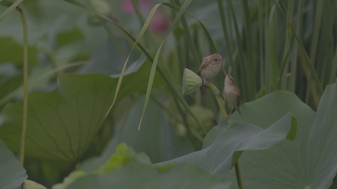 东方大苇莺在莲蓬上喂食幼鸟视频素材